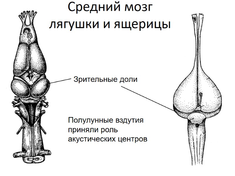Зрительные доли  Средний мозг лягушки и ящерицы Полулунные вздутия приняли роль акустических центров